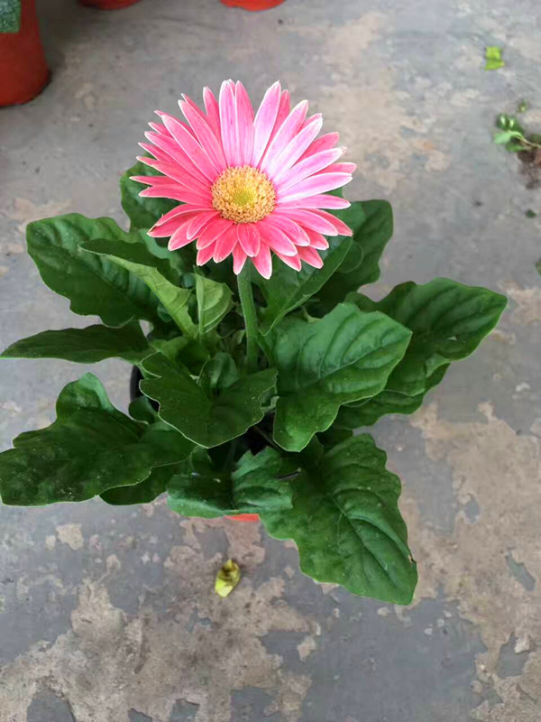 非洲菊