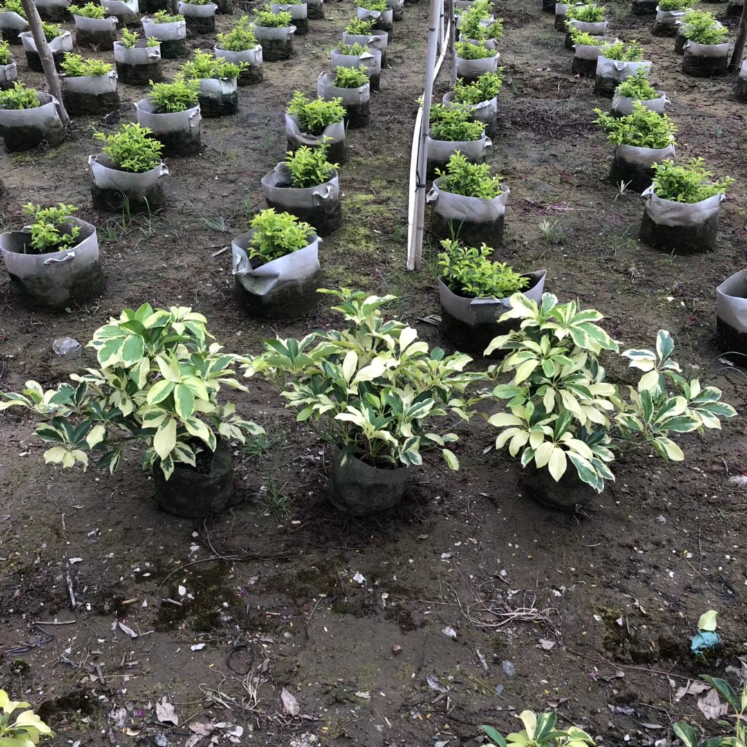 花叶鸭脚木（5斤袋/7斤）