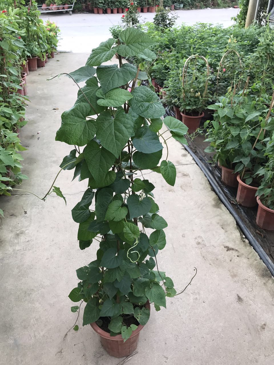 牵牛花（紫花）H100 G35 260#