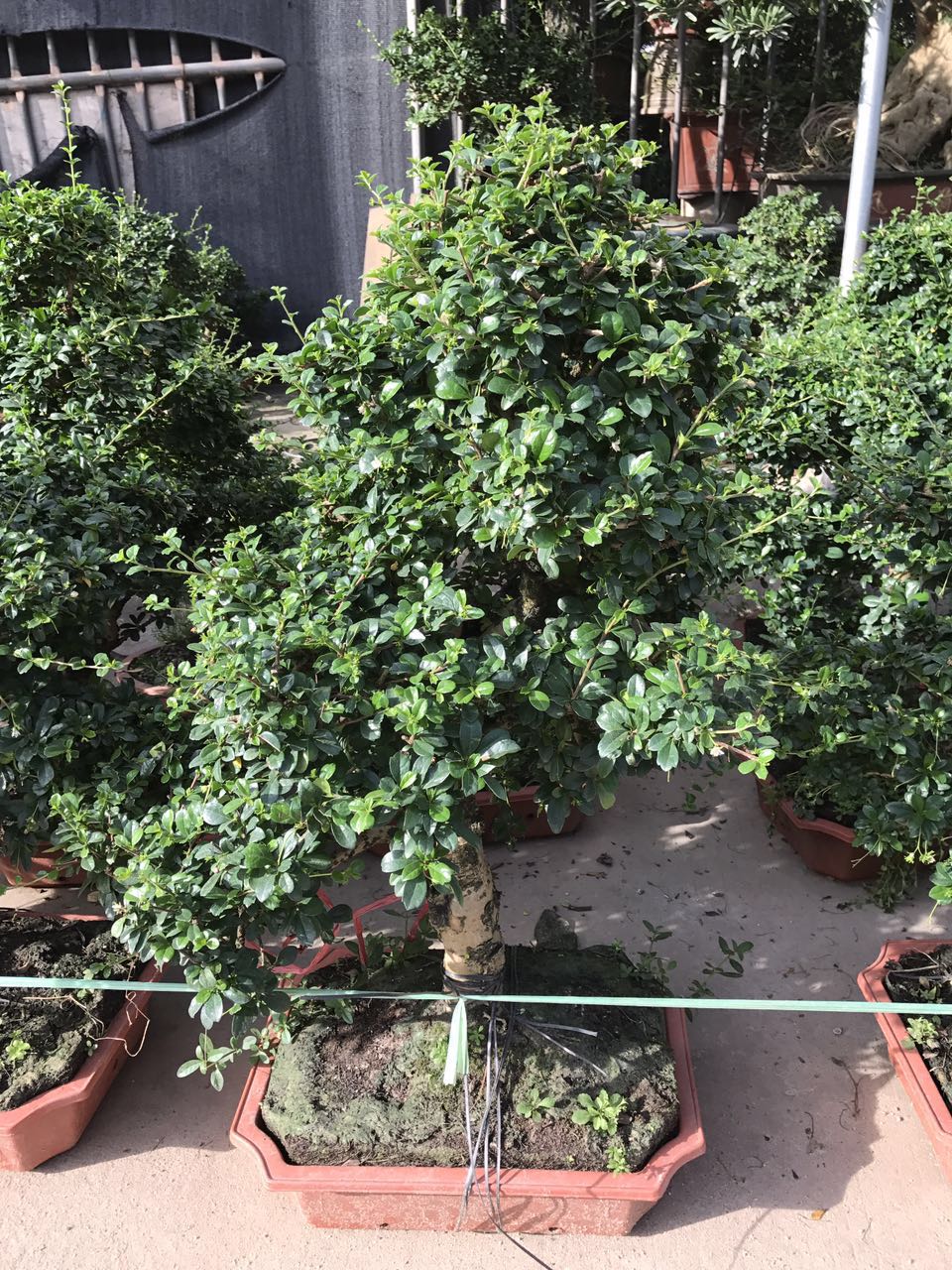 福建茶