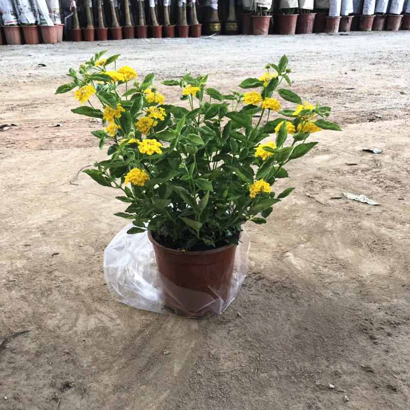 黄花马樱丹