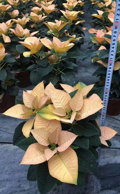 圣诞花（一品红）