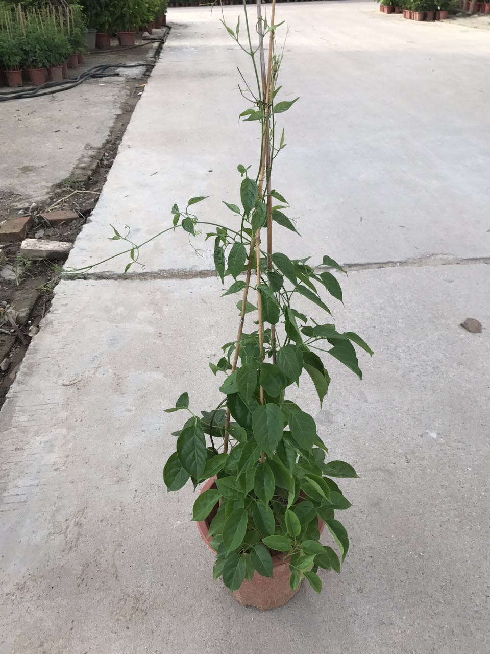 炮仗花 250# H85 G20