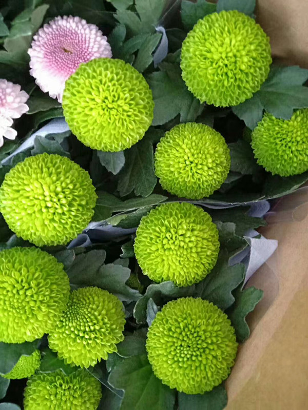 乒乓菊