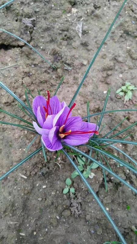 伊朗藏红花种球