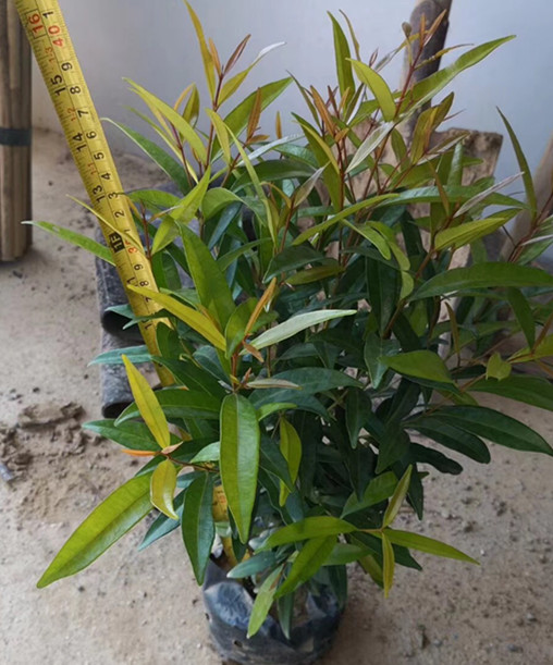 红车小盆栽