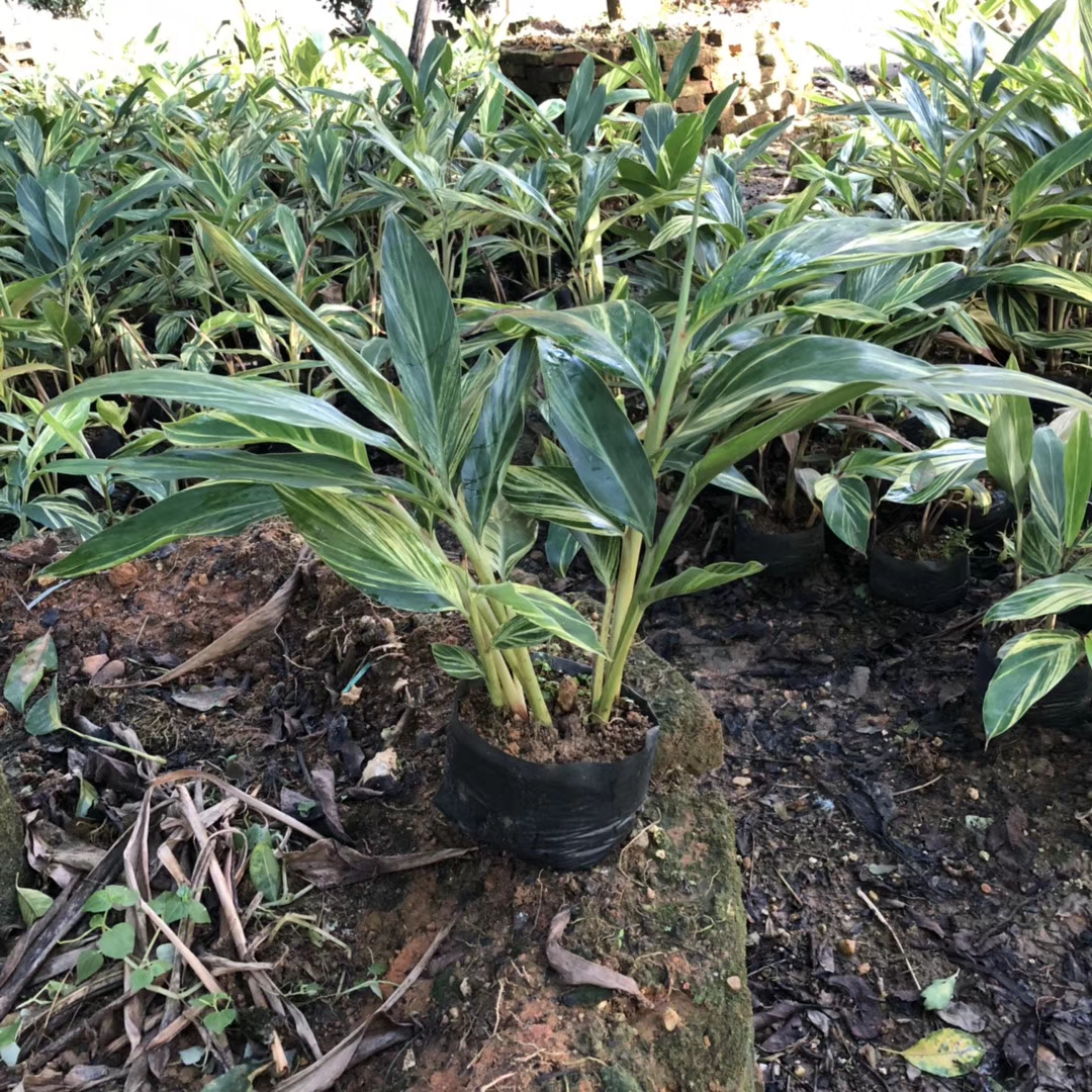 花叶姜（7斤袋）