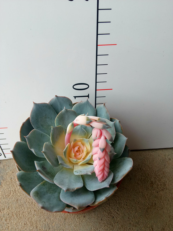 蓝石莲锦