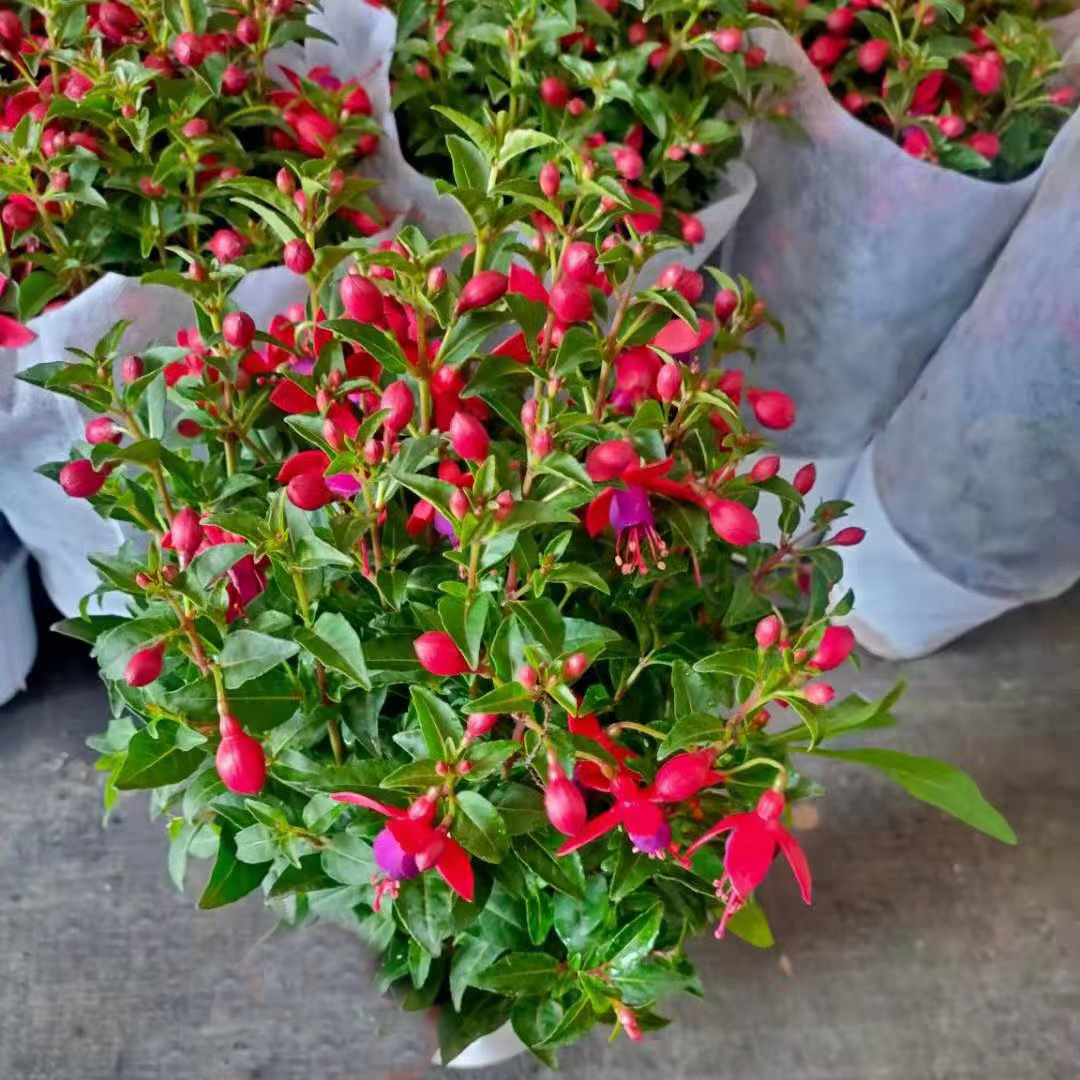灯笼花