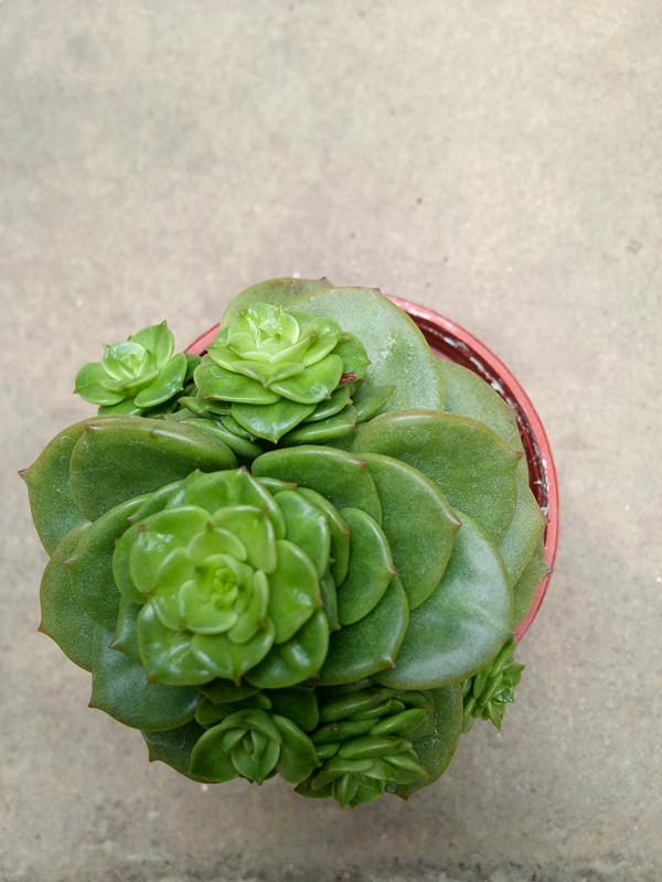 蜡牡丹