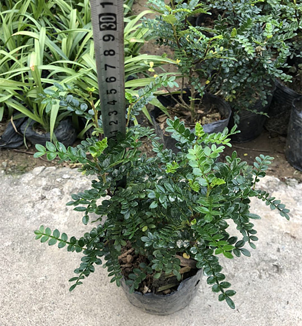 清香木袋苗（7斤袋）