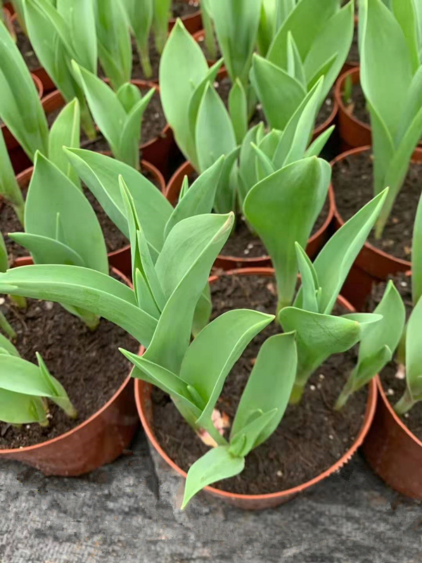 郁金香180#室内盆栽优质绿化植物