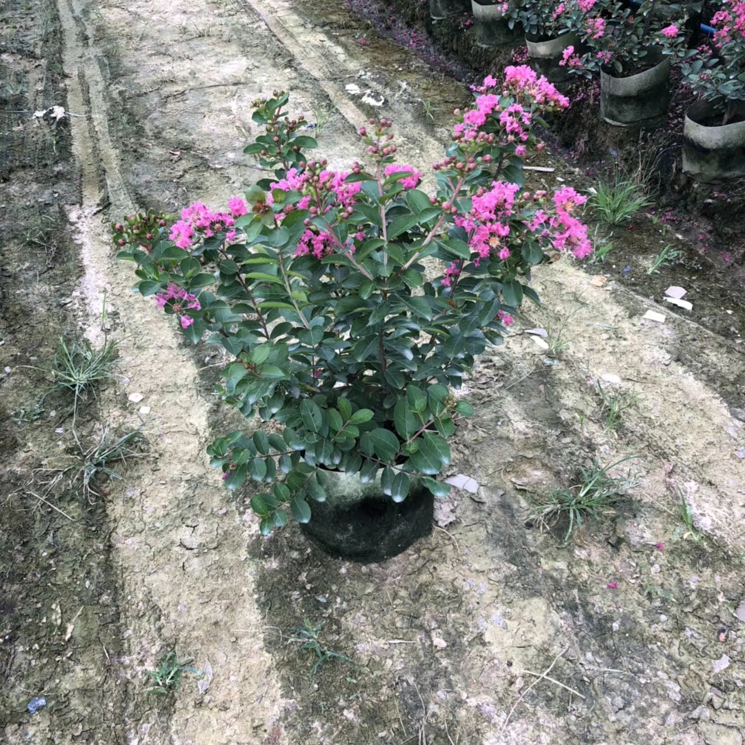 小叶紫薇 高50-60公分