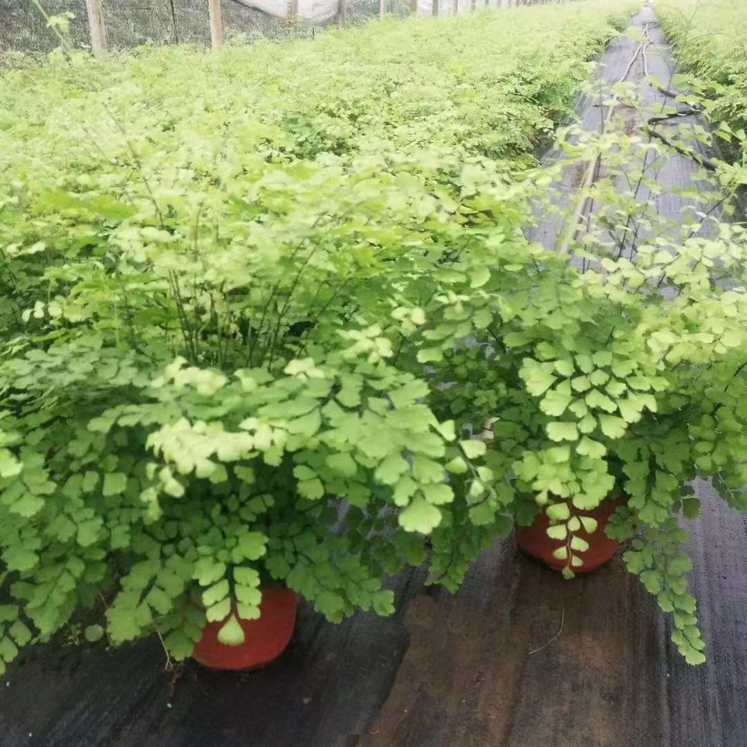 铁线蕨