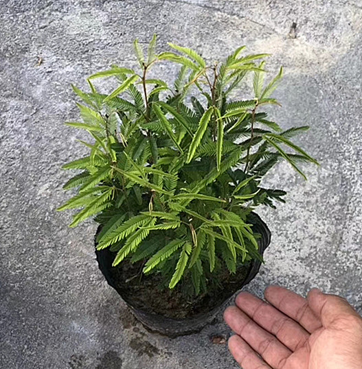 香水合欢 高25-30公分