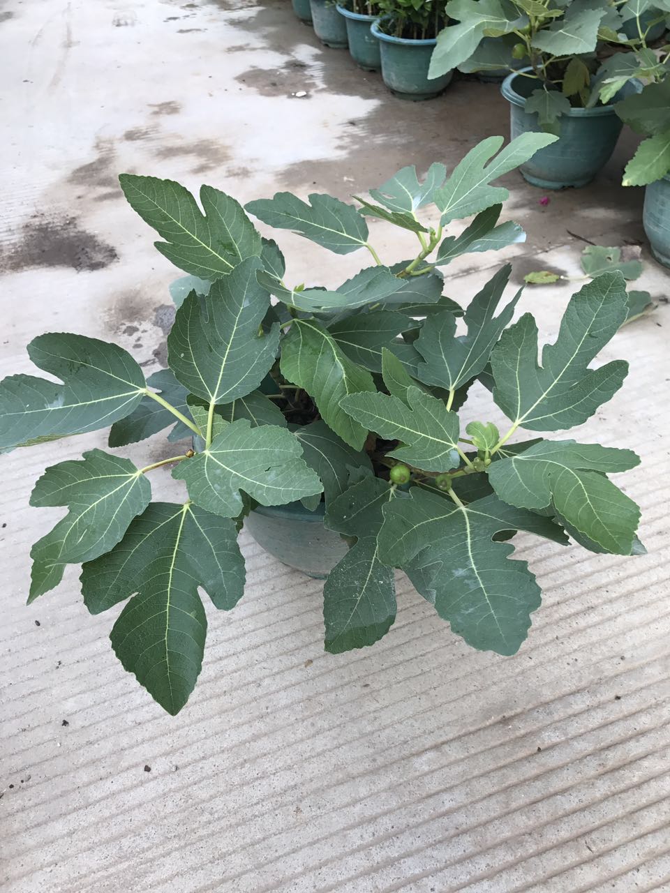 无花果H25 G55