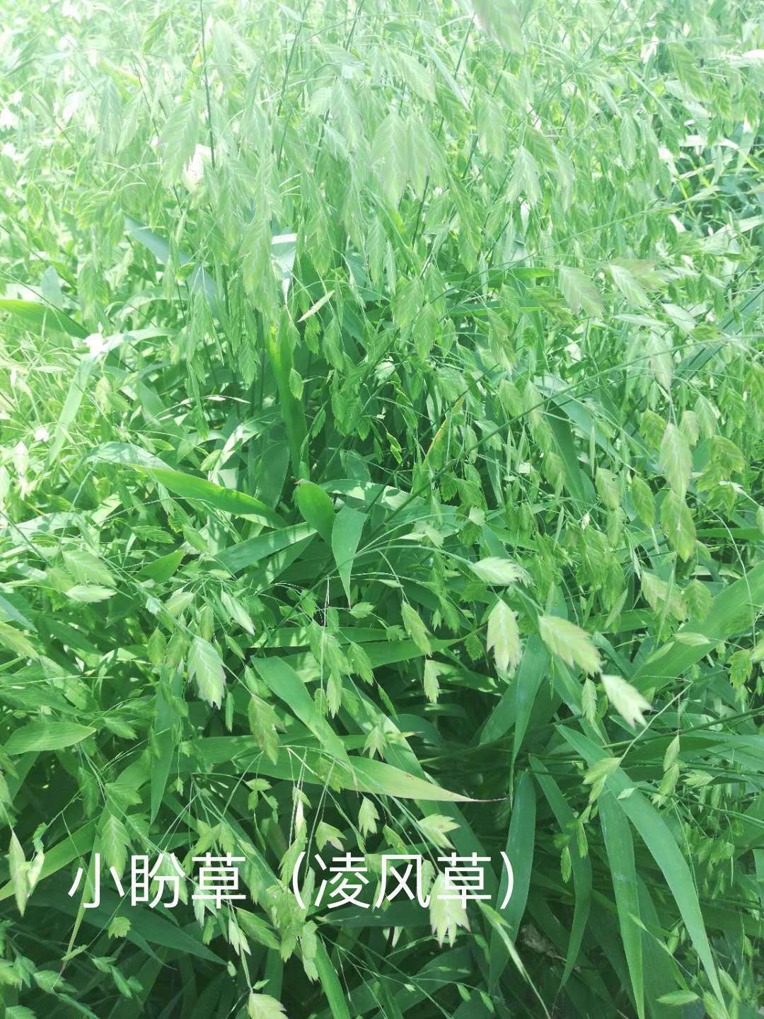 小盼草（凌风草）