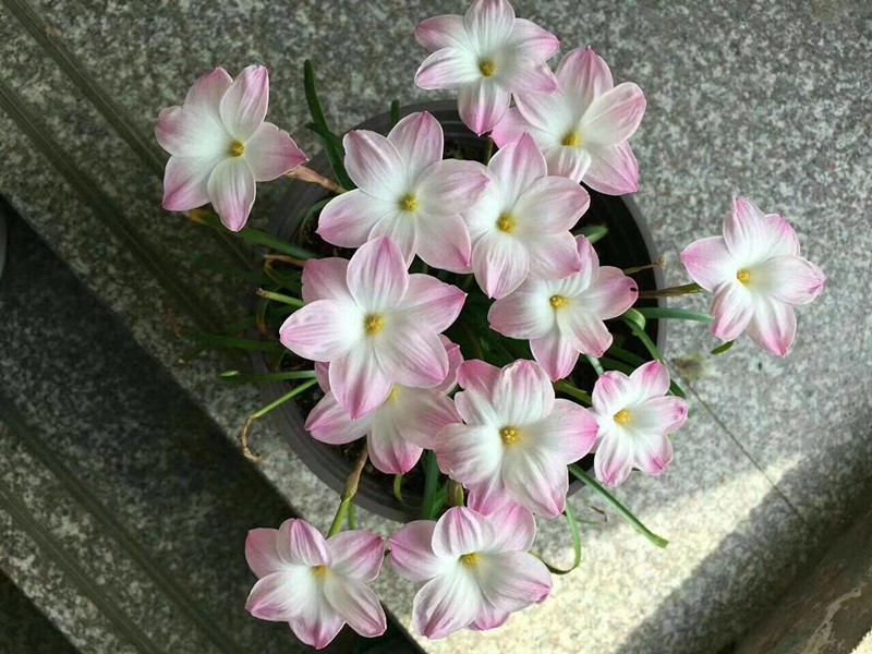 胖丽丽