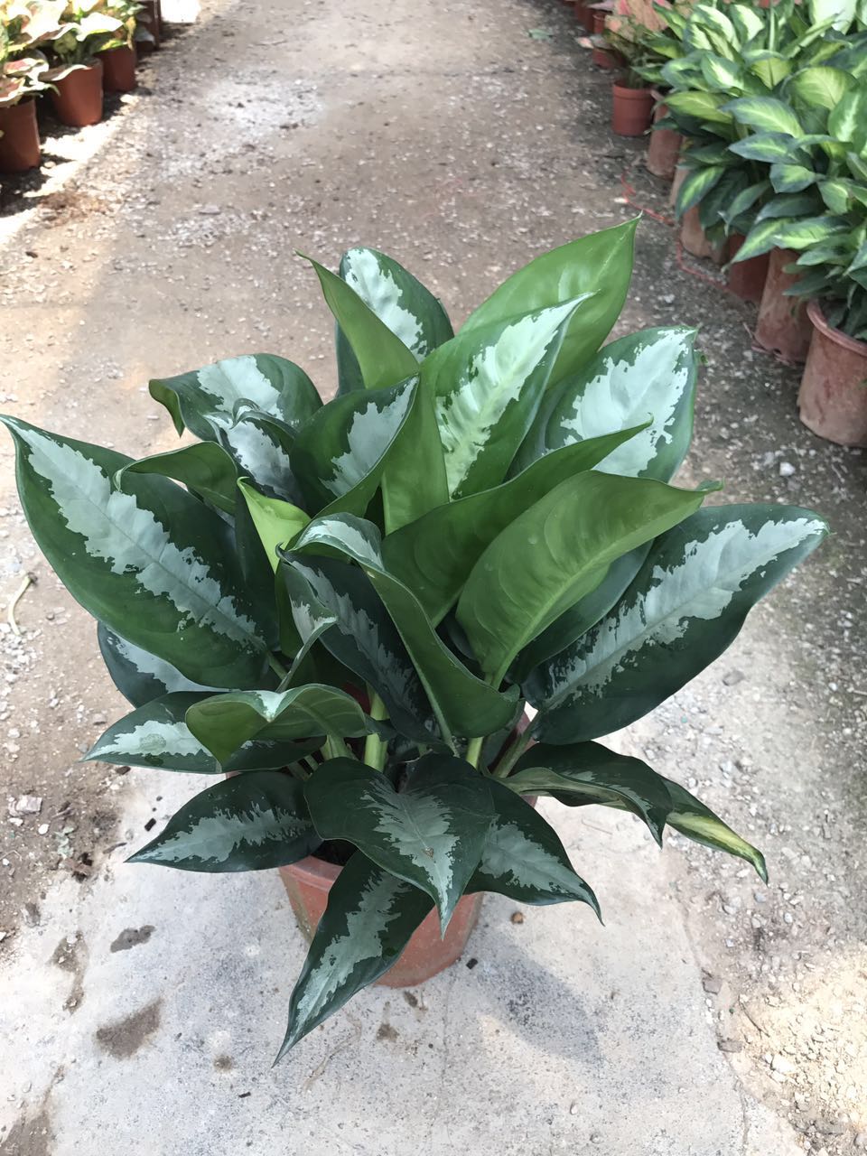 雅丽皇后