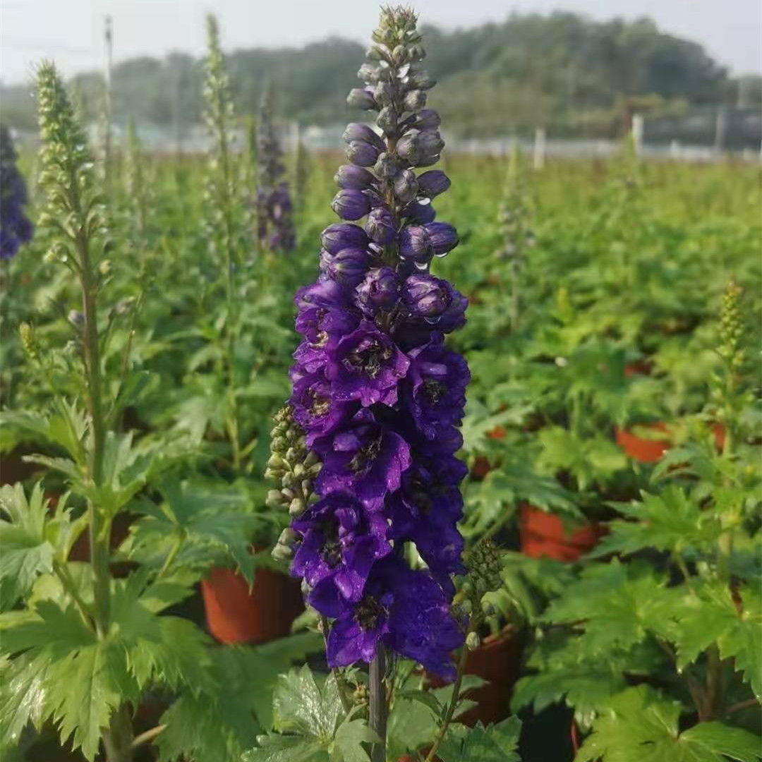 大花飞燕草160#