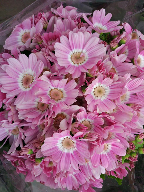 富贵菊（瓜叶菊）