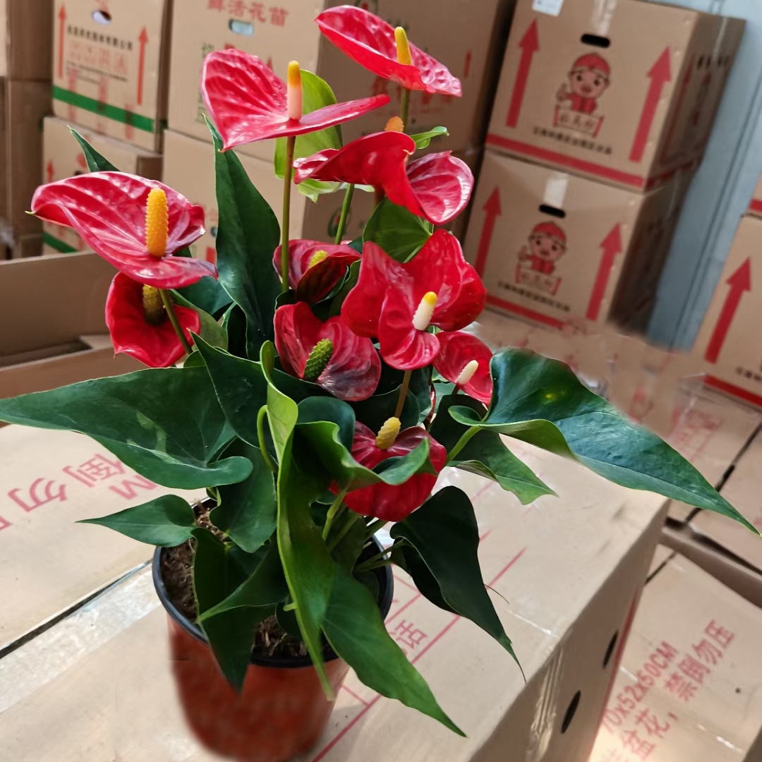 阿里斯托红掌