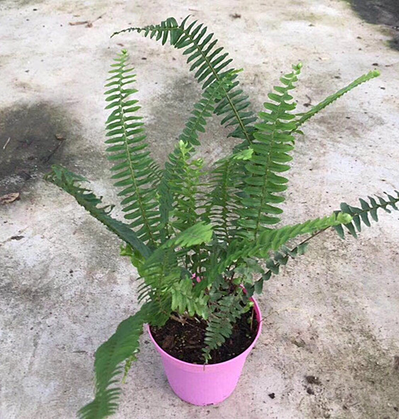 排骨草盆栽
