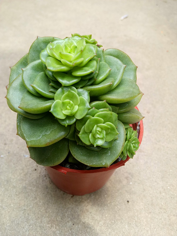 蜡牡丹