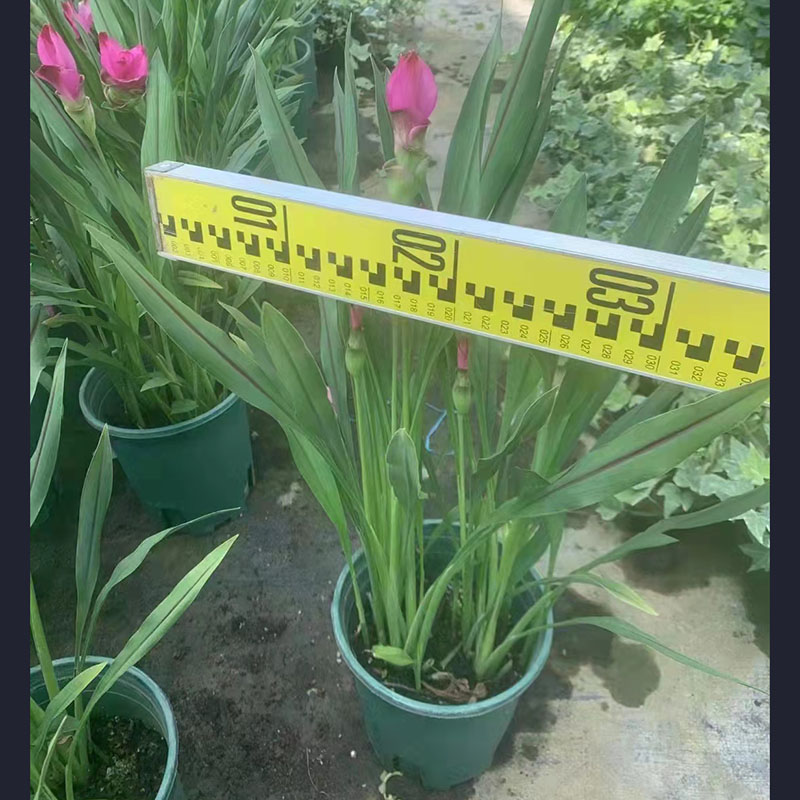 姜荷花