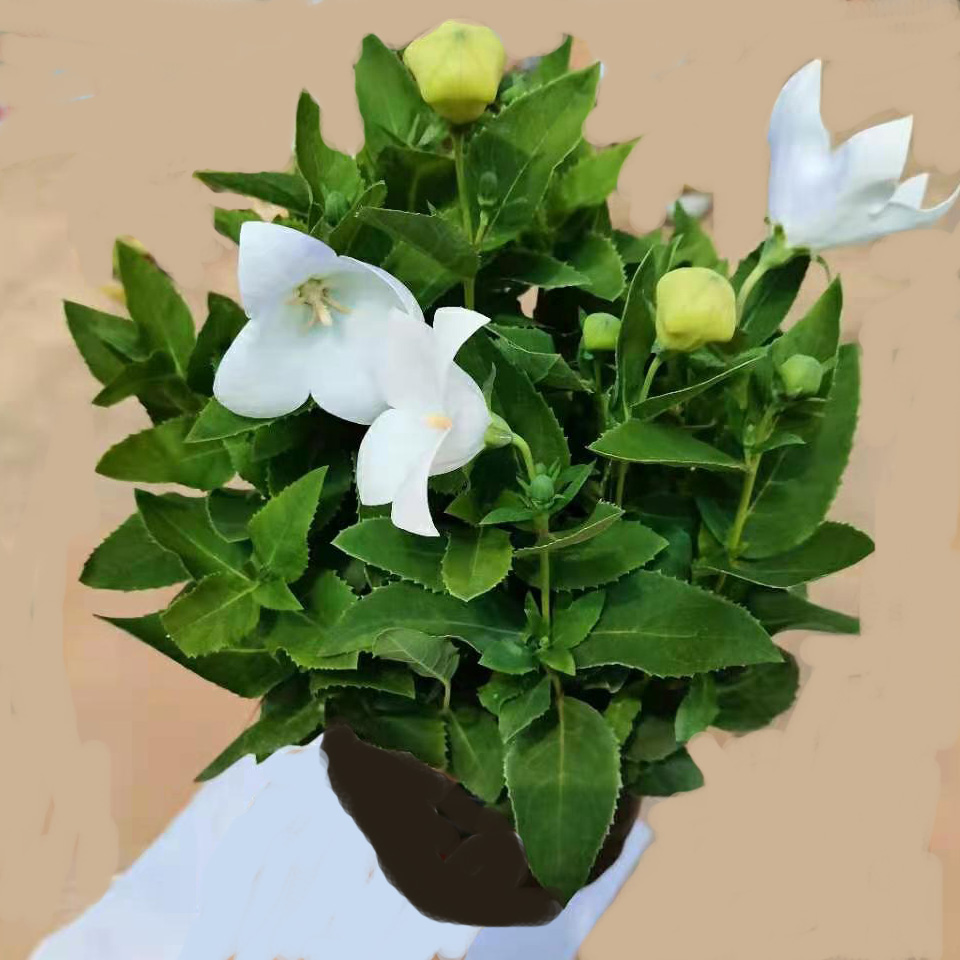 桔梗花