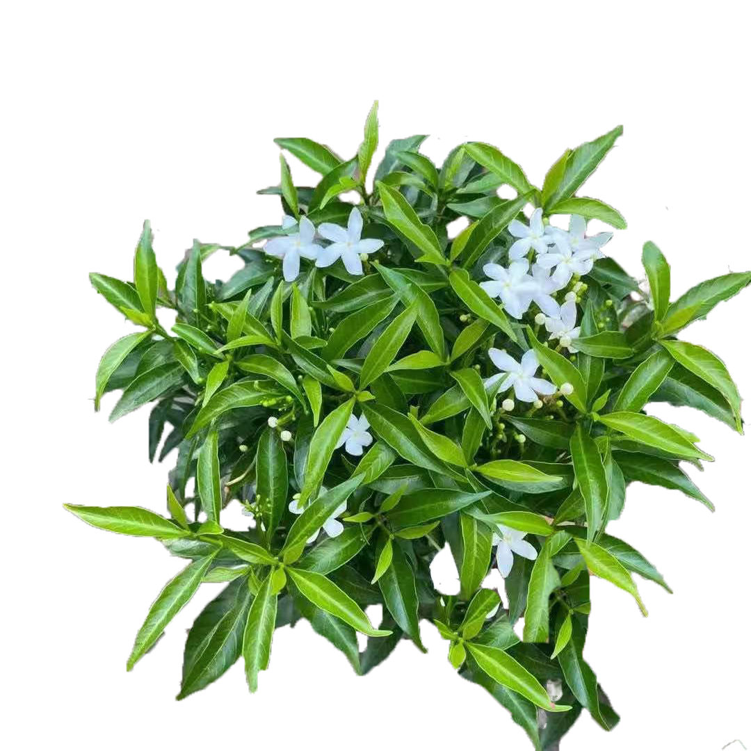 风车茉莉