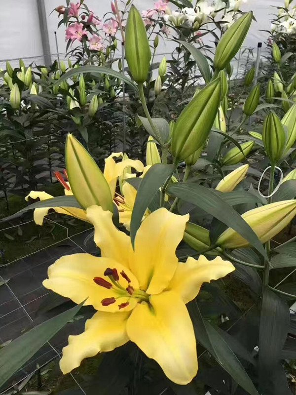 香水百合种球