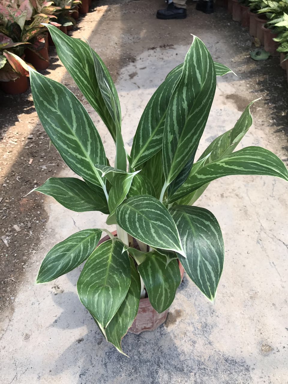 白雪公主 （H55 G45）