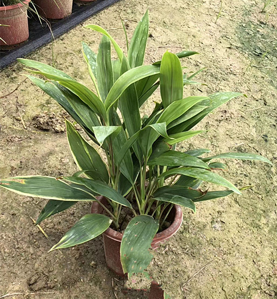 梦幻朱蕉