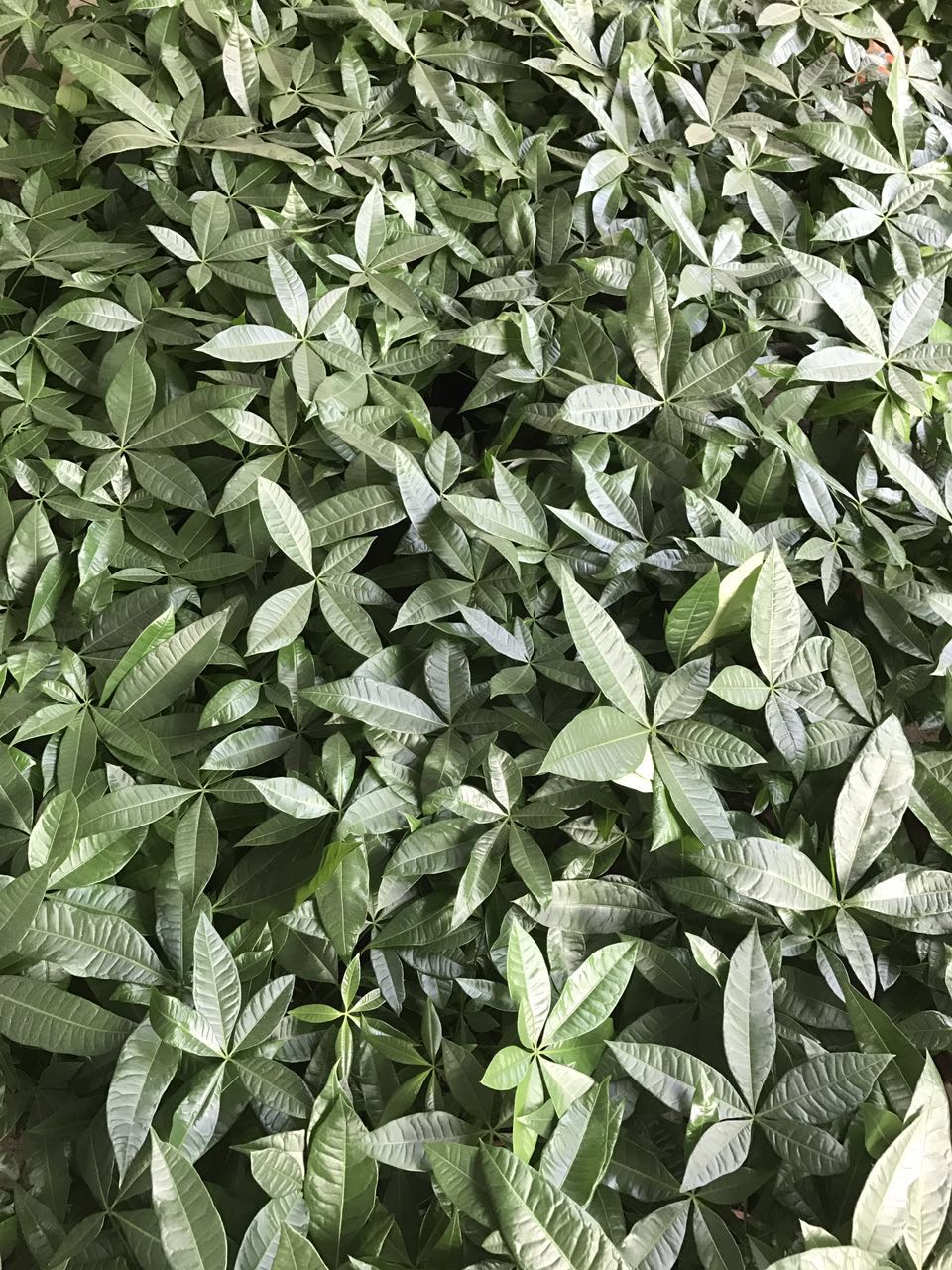 单株发财树