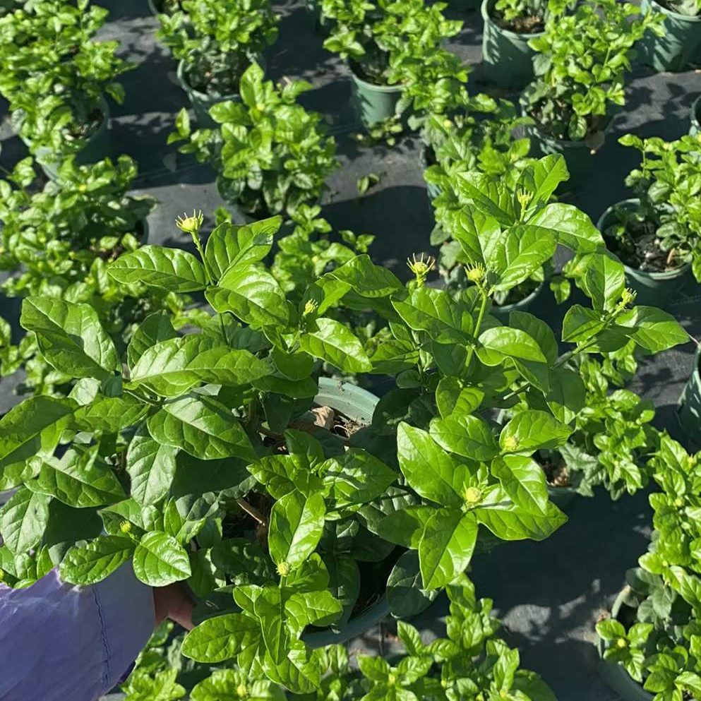 虎头茉莉