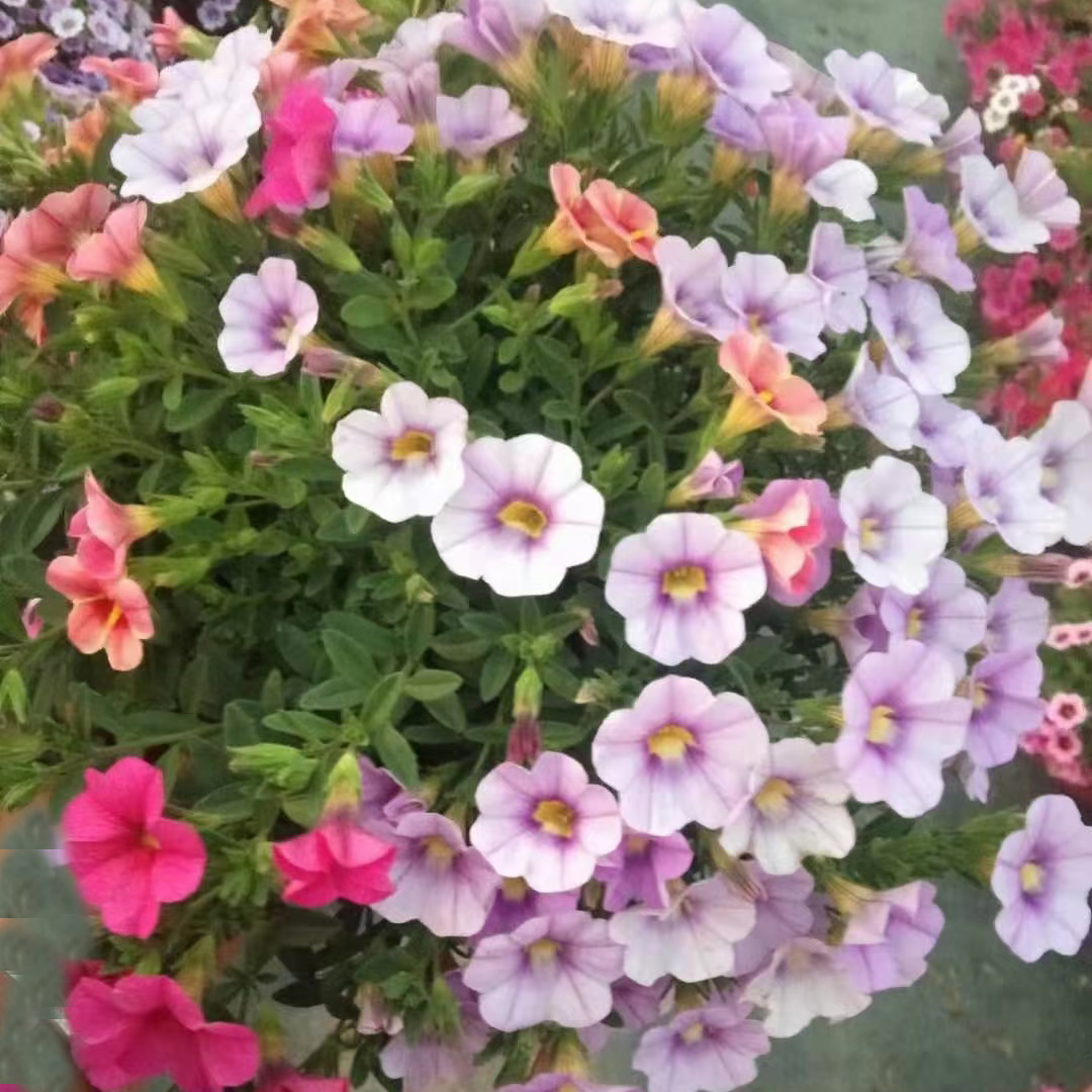 舞春花