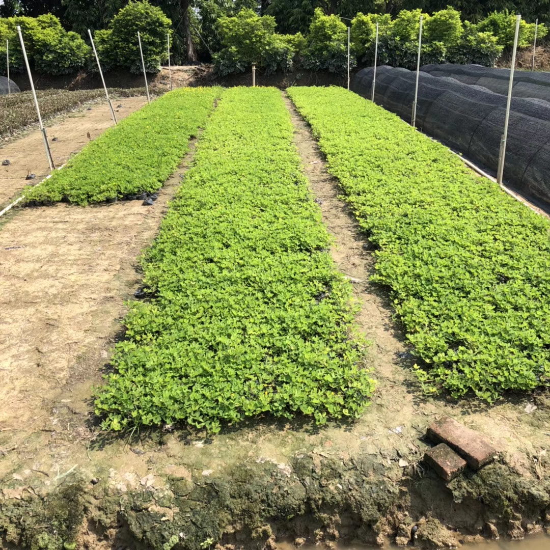 假花生（七斤袋）