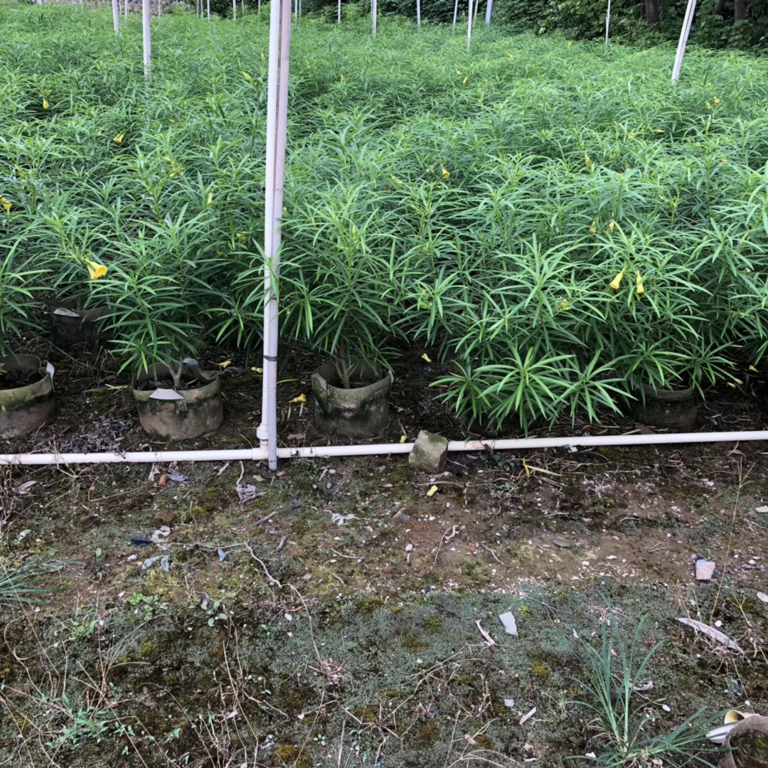 黄花夹竹桃 （袋苗）
