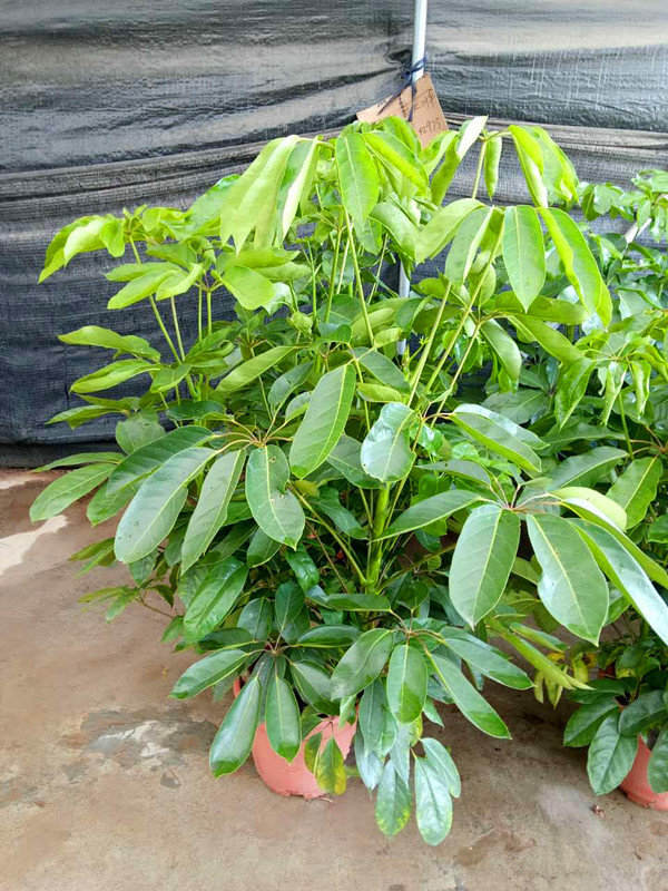 大叶伞(1.4M)