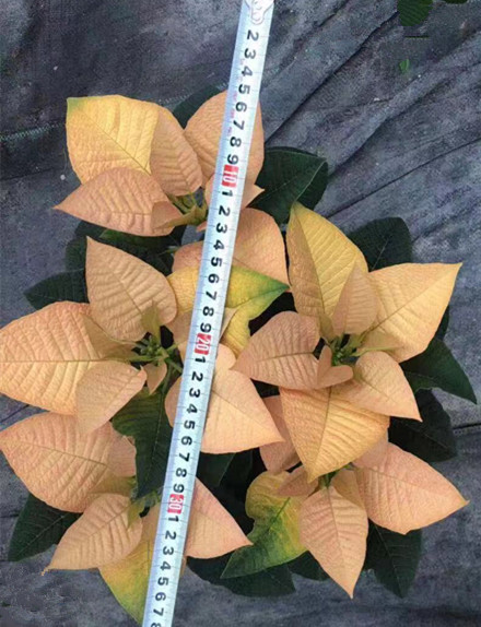 圣诞花（一品红）