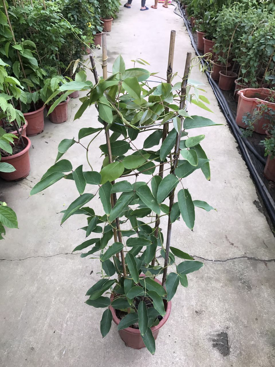 禾雀花H90 G55 260#