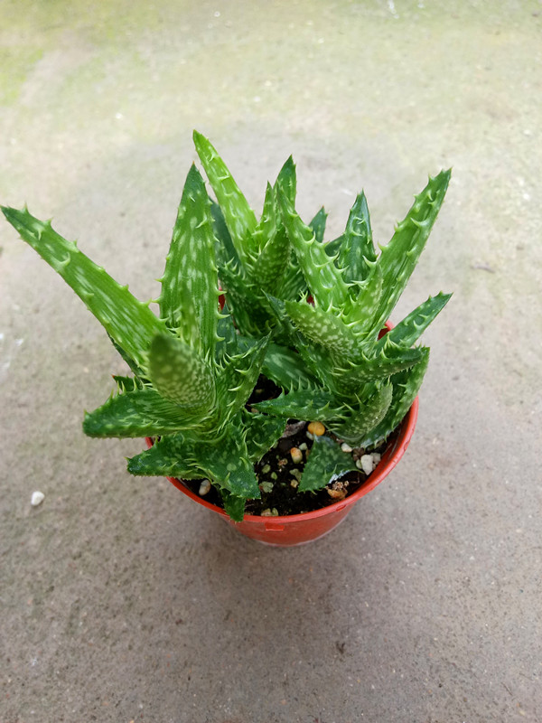 翡翠殿