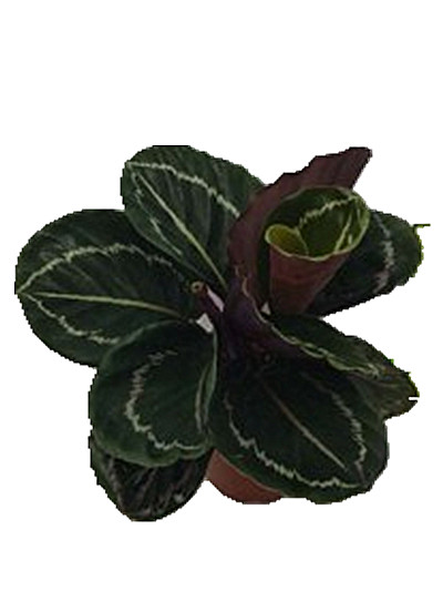 黑玫瑰