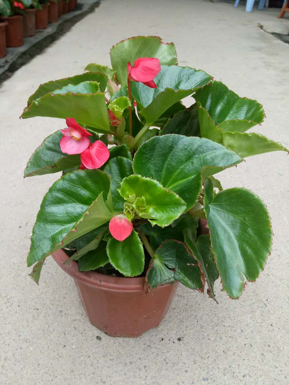 大花海棠230#  (冠幅高度30)