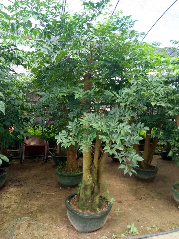 幸福树（2.3M）