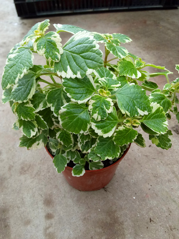 花叶薄荷