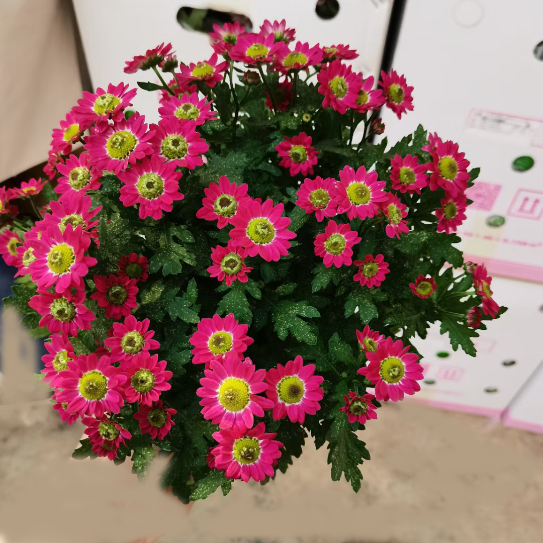 清新菊130#