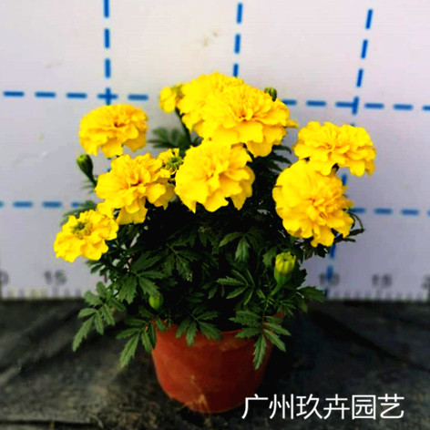 孔雀菊