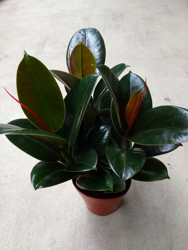 橡皮树